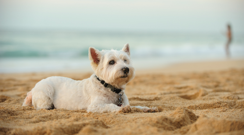 dogs in kure beach