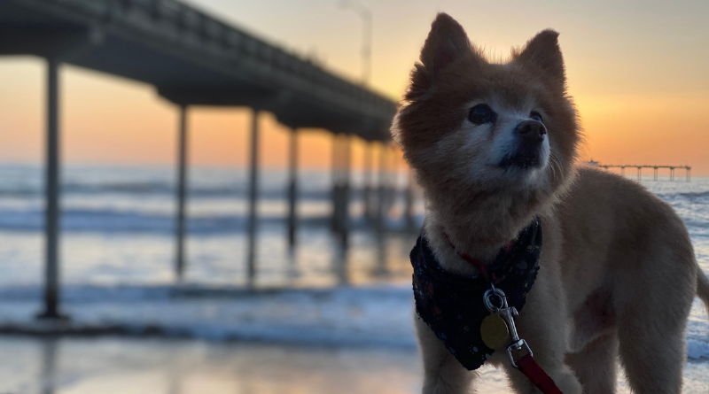 Carolina Beach Dogs