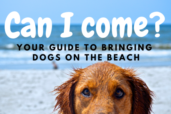 Are Dogs Allowed in Carolina Beach? The Rules You Need to Know Before Visiting.