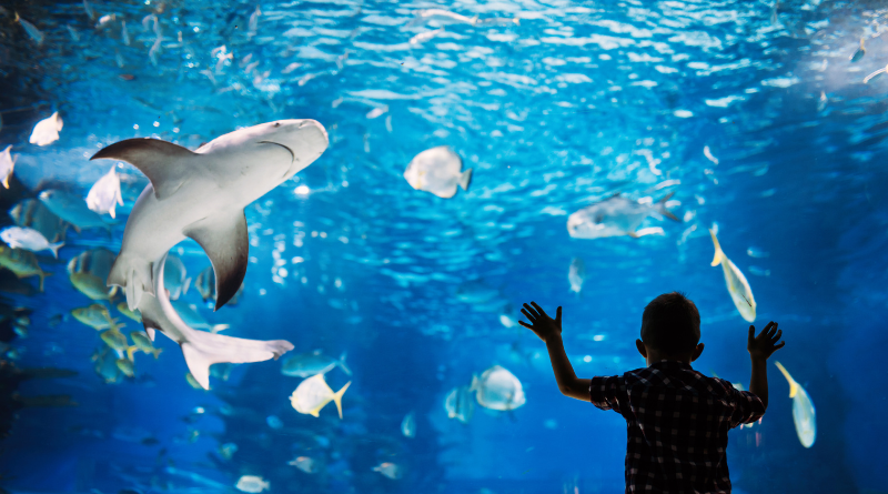 Carolina Beach Aquarium